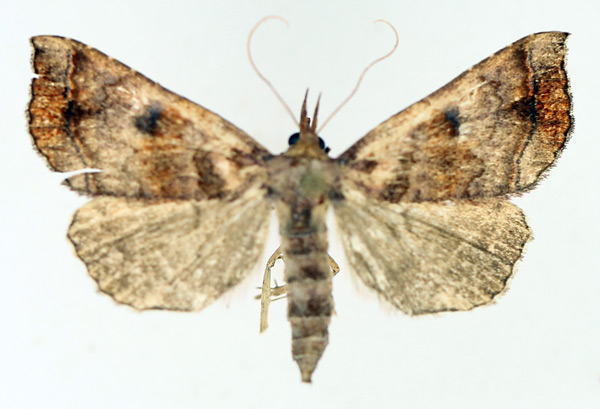 /filer/webapps/moths/media/images/T/thermeola_Radara_AF_TMSA_01.jpg