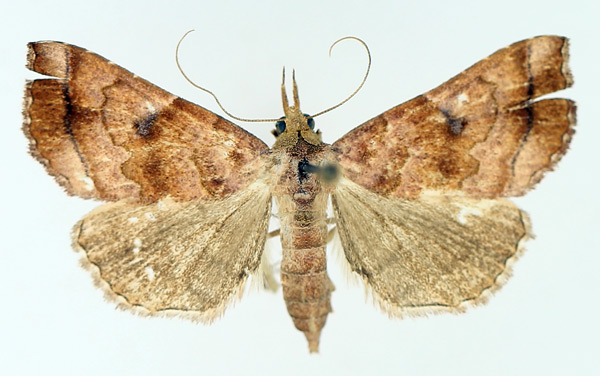 /filer/webapps/moths/media/images/T/thermeola_Radara_AF_TMSA_02.jpg
