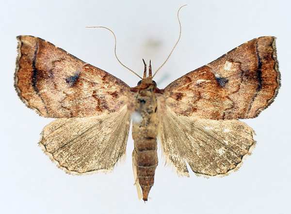/filer/webapps/moths/media/images/T/thermeola_Radara_AM_TMSA_01.jpg