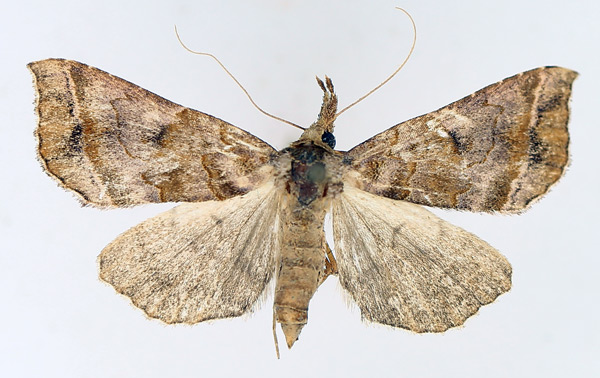 /filer/webapps/moths/media/images/T/thermeola_Radara_AM_TMSA_02.jpg
