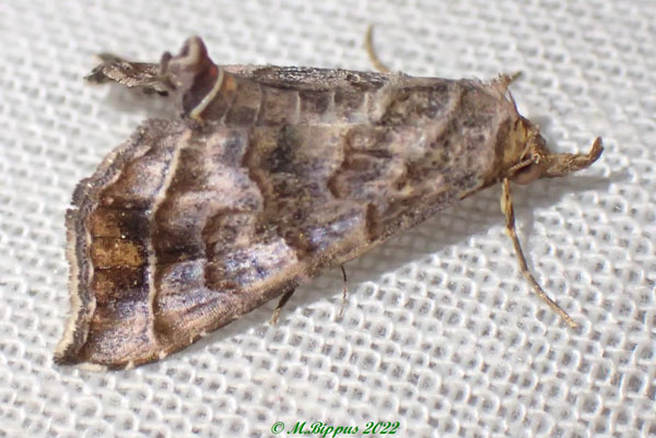 /filer/webapps/moths/media/images/T/thermeola_Radara_A_Bippus.jpg