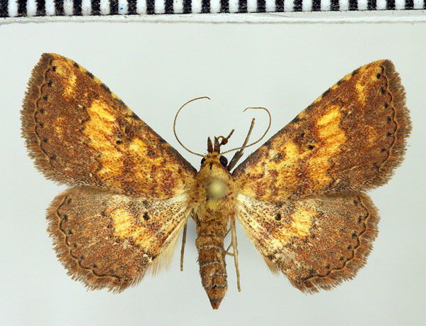 /filer/webapps/moths/media/images/T/thermesialis_Cerynea_AF_Fiebig.jpg