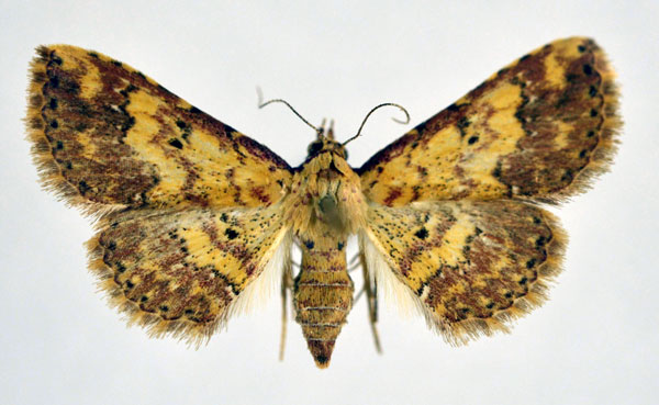 /filer/webapps/moths/media/images/T/thermesialis_Cerynea_AF_NHMO.jpg