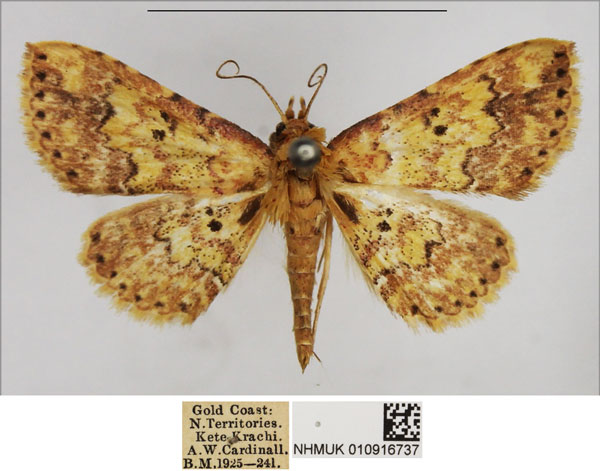 /filer/webapps/moths/media/images/T/thermesialis_Cerynea_AM_NHMUK.jpg