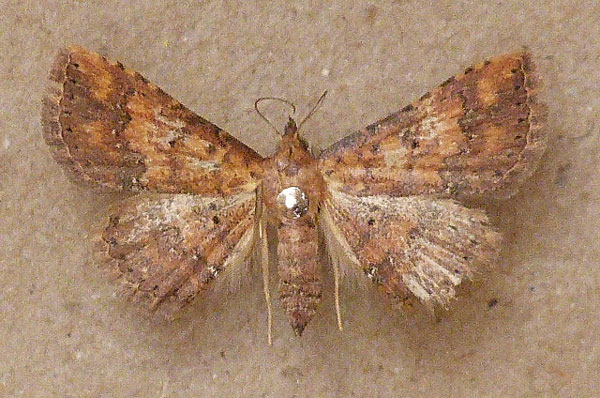 /filer/webapps/moths/media/images/T/thermesialis_Cerynea_A_Butler.jpg