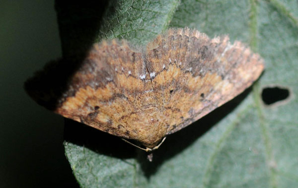 /filer/webapps/moths/media/images/T/thermesialis_Cerynea_A_King.jpg