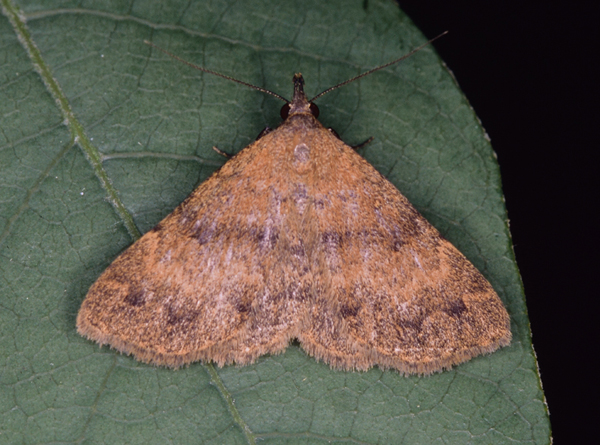 /filer/webapps/moths/media/images/T/thermesialis_Cerynea_A_Roland_08.jpg