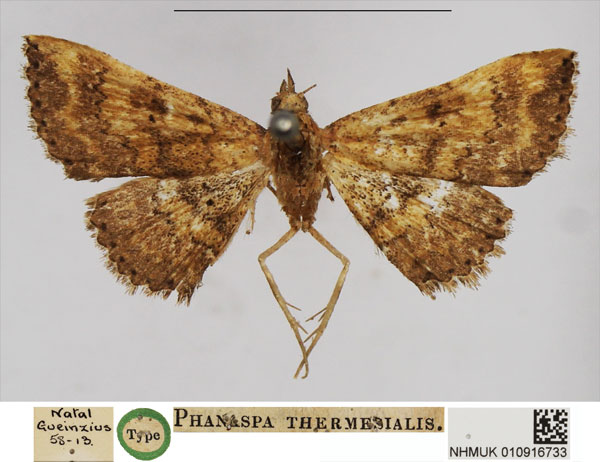 /filer/webapps/moths/media/images/T/thermesialis_Phanaspa_HT_NHMUK.jpg