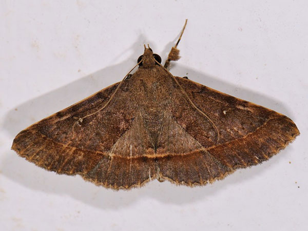 /filer/webapps/moths/media/images/T/thermesina_Hypospila_A_Mazzei_01.jpg