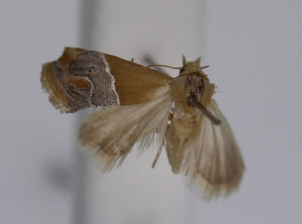 /filer/webapps/moths/media/images/T/thermobasis_Eublemma_A_JMonks.jpg