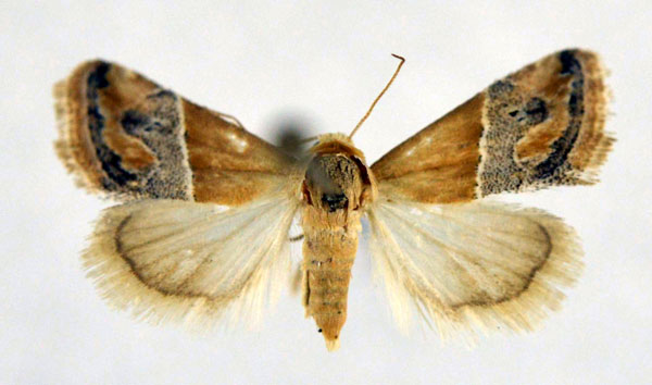 /filer/webapps/moths/media/images/T/thermobasis_Eublemma_A_NHMO.jpg