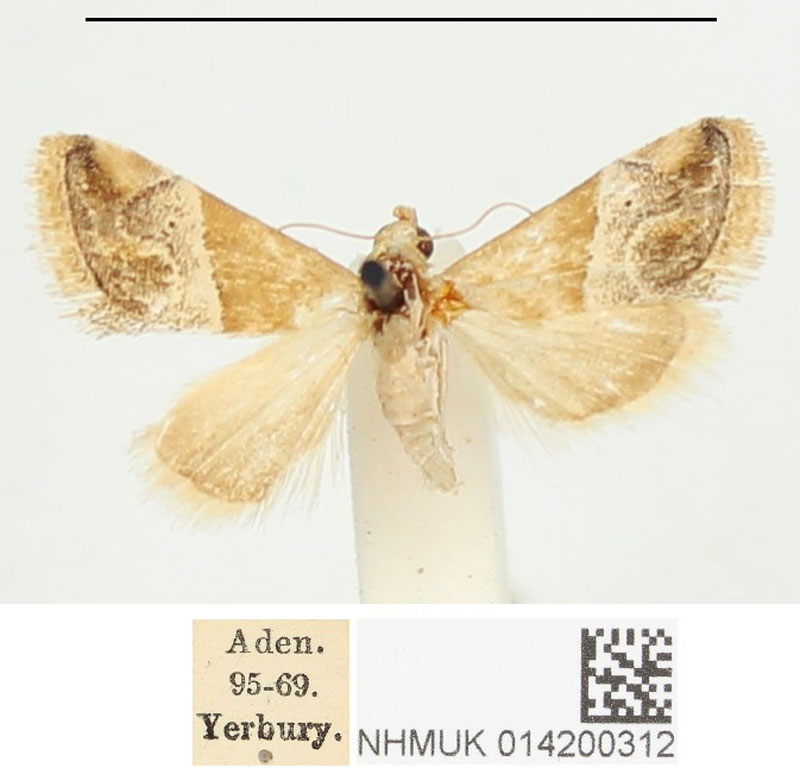 /filer/webapps/moths/media/images/T/thermobasis_Eublemma_ST_BMNH_02.jpg