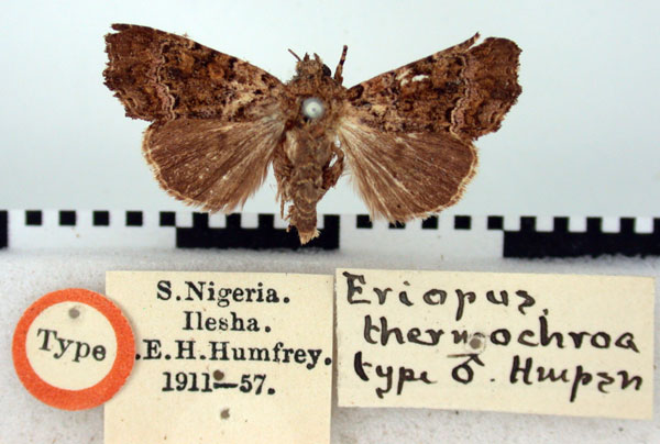 /filer/webapps/moths/media/images/T/thermochroa_Eriopus_HT_BMNH.jpg