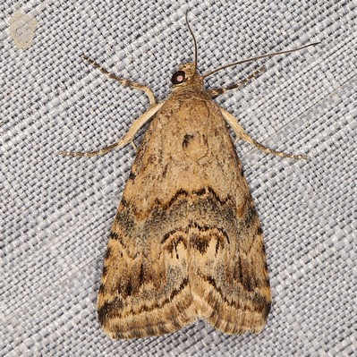 /filer/webapps/moths/media/images/T/thermochroa_Eublemma_A_Heyns_01_VoOlHgQ.JPG