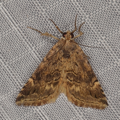 /filer/webapps/moths/media/images/T/thermochroa_Eublemma_A_Heyns_02_380xR5y.JPG
