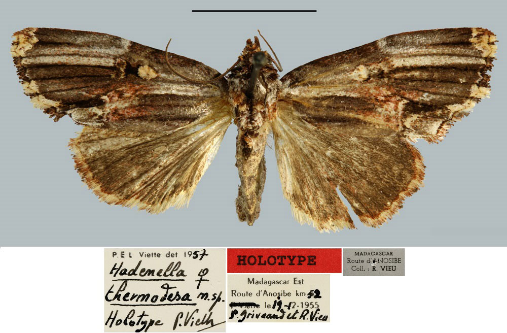 /filer/webapps/moths/media/images/T/thermodesa_Hadenella_HT_MNHN.jpg