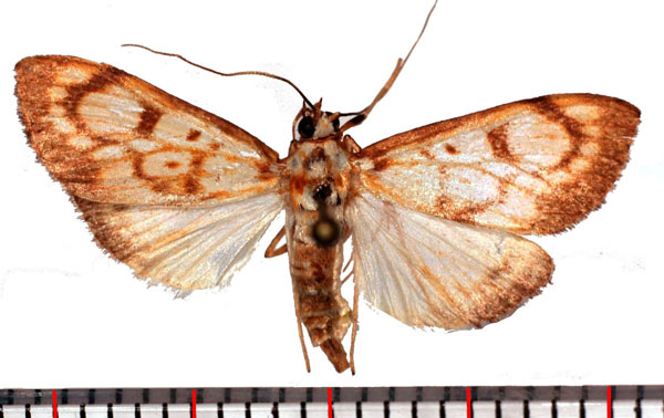/filer/webapps/moths/media/images/T/thermographa_Chalcidoptera_AF_Poltavsky.jpg