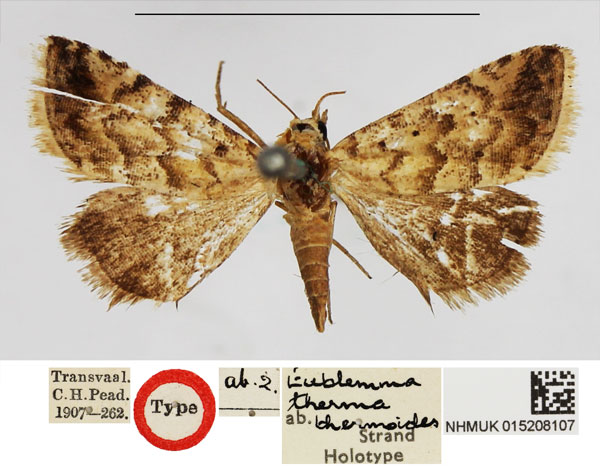 /filer/webapps/moths/media/images/T/thermoides_Eublemma_HT_NHMUK.jpg