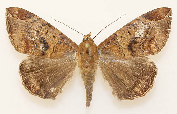 /filer/webapps/moths/media/images/T/thermopera_Achaea_AM_Legrain.jpg