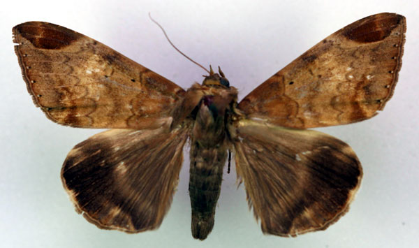 /filer/webapps/moths/media/images/T/thermopera_Achaea_AM_RMCA.jpg
