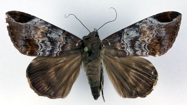 /filer/webapps/moths/media/images/T/thermopera_Achaea_AM_RMCA_02.jpg