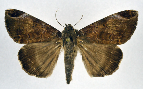 /filer/webapps/moths/media/images/T/thermopera_Achaea_A_NHMO.jpg