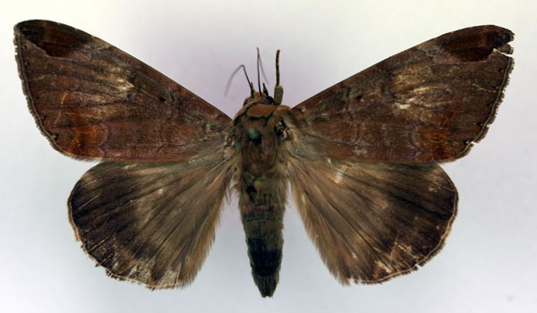 /filer/webapps/moths/media/images/T/thermopera_Achaea_A_RMCA.jpg