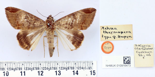 /filer/webapps/moths/media/images/T/thermopera_Achaea_HT_BMNH.jpg