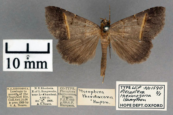 /filer/webapps/moths/media/images/T/thermozona_Plecoptera_AM_OUMNH_01.jpg
