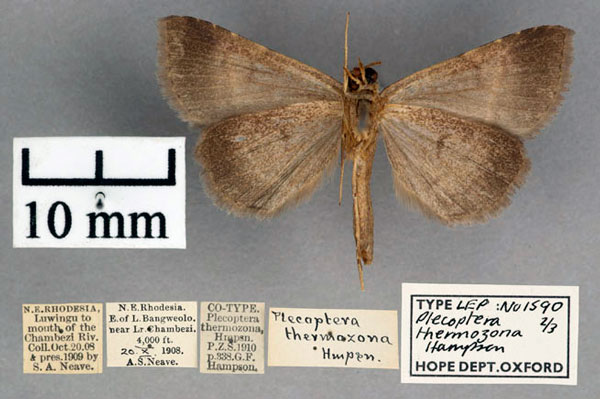 /filer/webapps/moths/media/images/T/thermozona_Plecoptera_AM_OUMNH_02.jpg