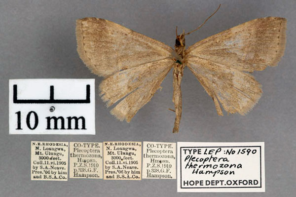 /filer/webapps/moths/media/images/T/thermozona_Plecoptera_PT_OUMNH_02.jpg
