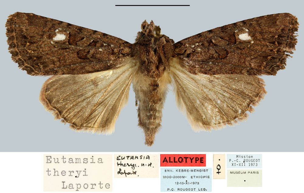 /filer/webapps/moths/media/images/T/theryi_Eutamsia_AT_MNHN.jpg