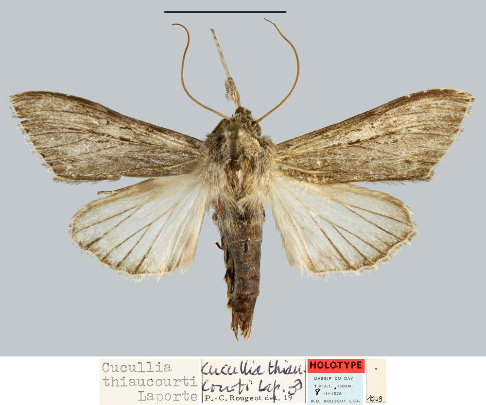 /filer/webapps/moths/media/images/T/thiaucourti_Cucullia_HT_MNHN.jpg