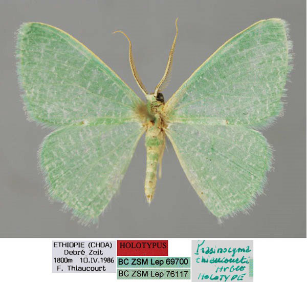 /filer/webapps/moths/media/images/T/thiaucourti_Prasinocyma_HT_ZSM_01.jpg