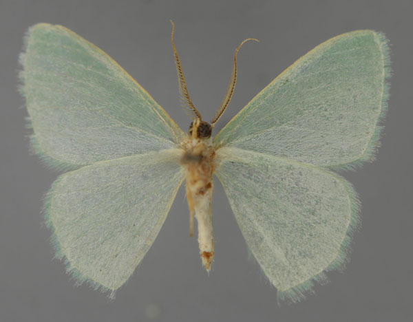 /filer/webapps/moths/media/images/T/thiaucourti_Prasinocyma_HT_ZSM_02.jpg