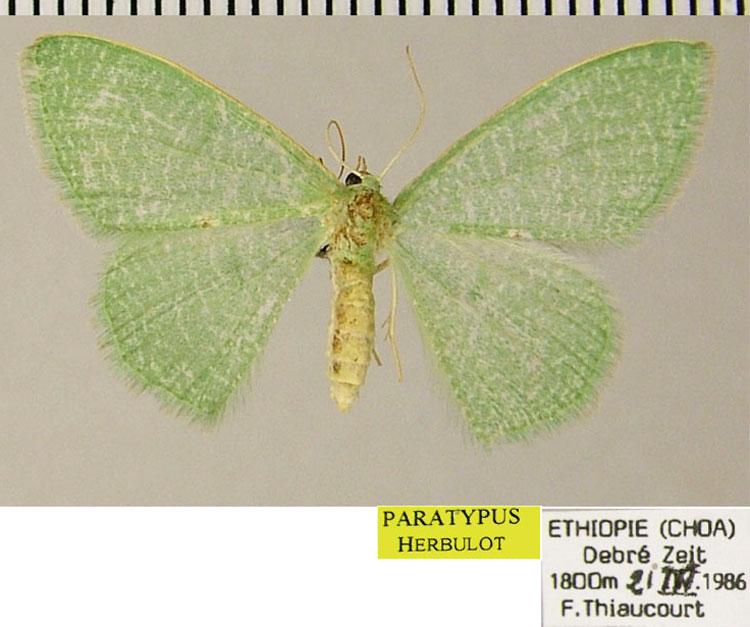 /filer/webapps/moths/media/images/T/thiaucourti_Prasinocyma_PTF_ZSM.jpg