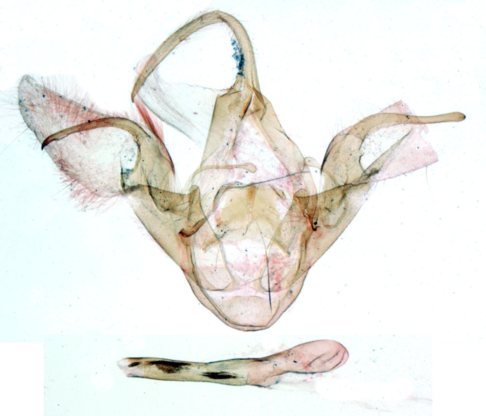 /filer/webapps/moths/media/images/T/thibauti_Clytie_GMHT_MNHN_BL958.jpg