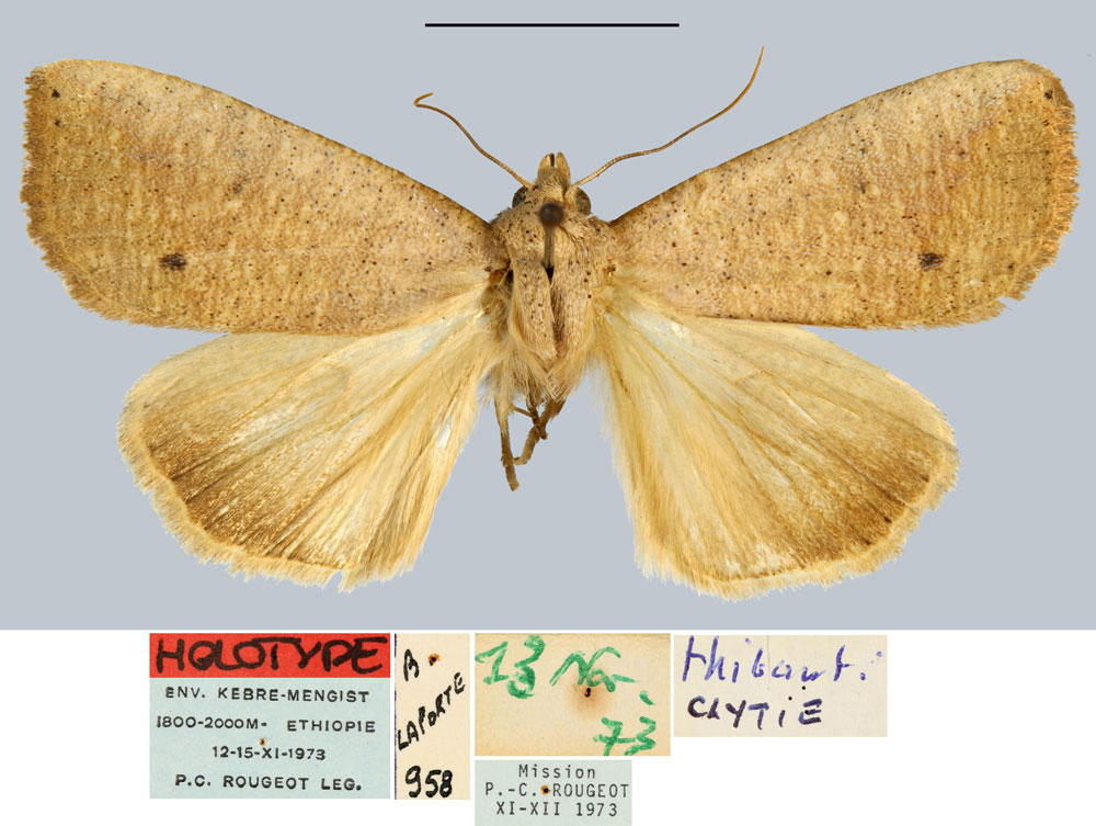 /filer/webapps/moths/media/images/T/thibauti_Clytie_HT_MNHN.jpg