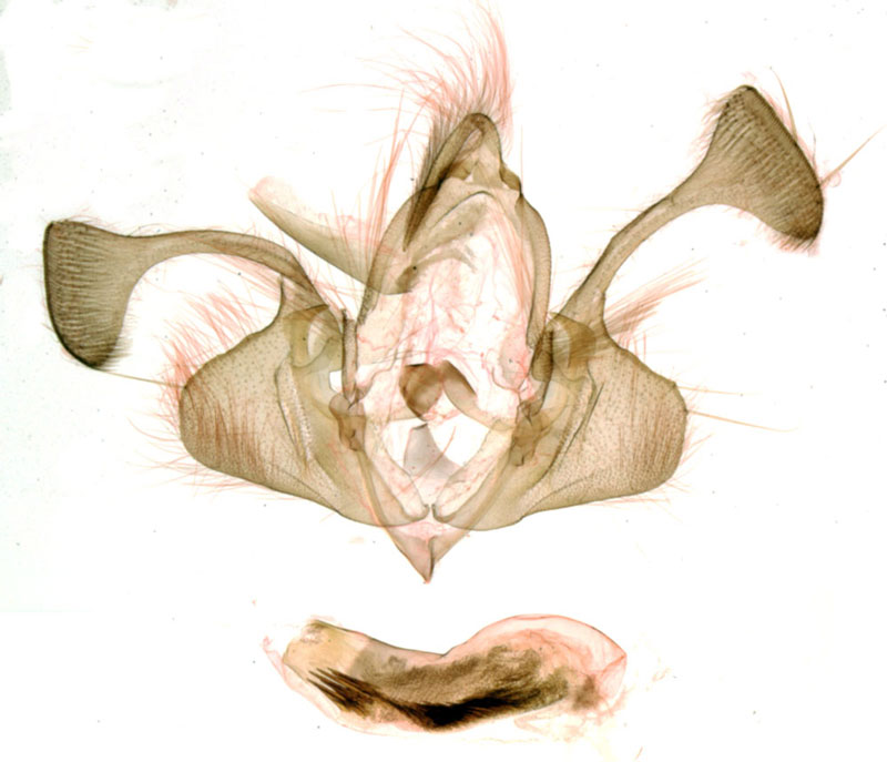 /filer/webapps/moths/media/images/T/thibauti_Tycomarptes_GMHT_MNHN_906.jpg