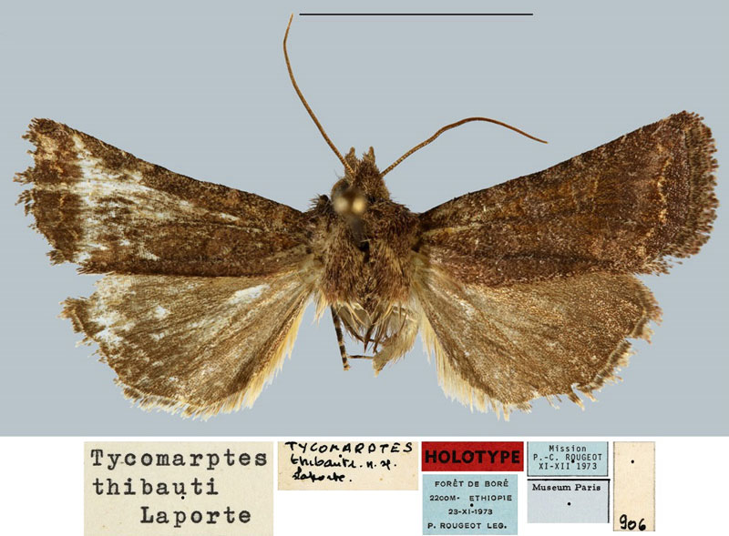 /filer/webapps/moths/media/images/T/thibauti_Tycomarptes_HT_MNHN.jpg