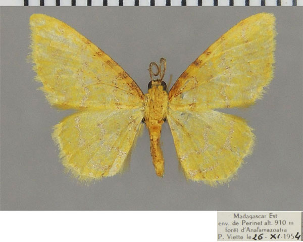 /filer/webapps/moths/media/images/T/thieli_Heterostegane_AM_ZSM.jpg