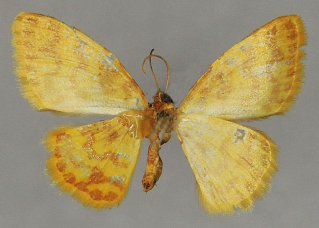 /filer/webapps/moths/media/images/T/thieli_Heterostegane_HT_ZSMb.jpg