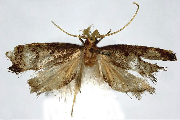 /filer/webapps/moths/media/images/T/thikaensis_Corymbus_HT_NHMUK.jpg