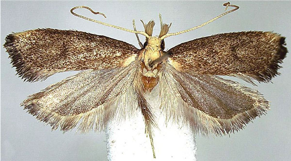/filer/webapps/moths/media/images/T/thikaensis_Corymbus_PTF_NHMUK.jpg
