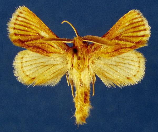 /filer/webapps/moths/media/images/T/thikaensis_Mountelgonia_HT_Lehmann_4kmYUwe.jpg