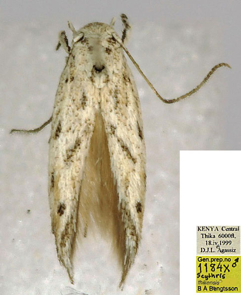 /filer/webapps/moths/media/images/T/thikensis_Scythris_HT_BMNH_k56yF7g.jpg