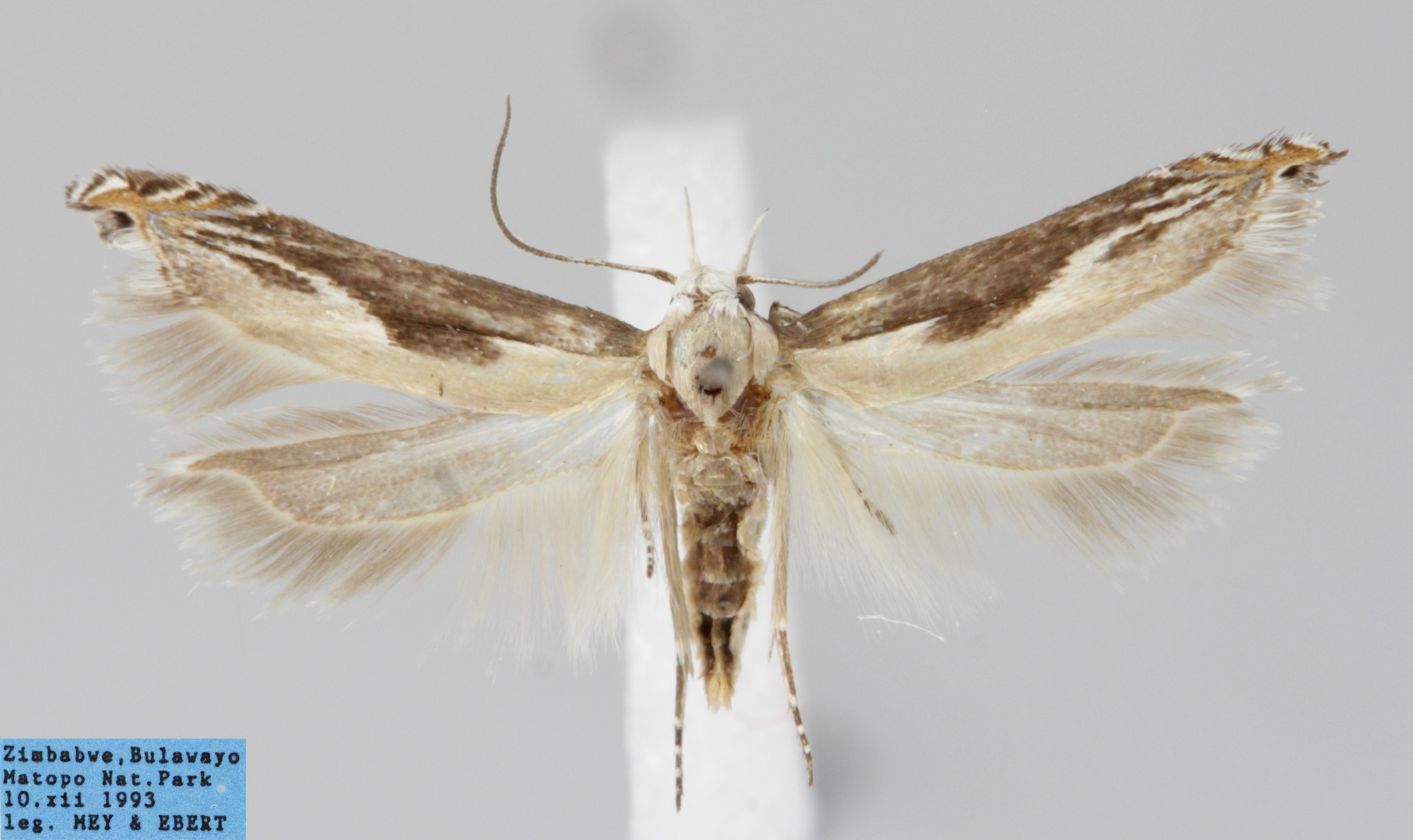 /filer/webapps/moths/media/images/T/thinoclasta_Polyhymno_AF_MfN.jpg