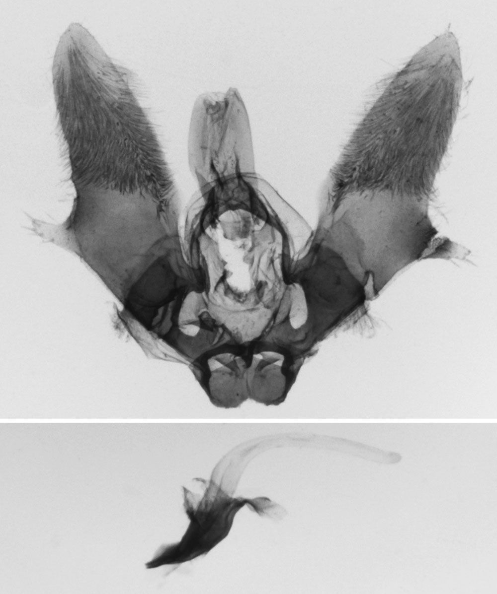 /filer/webapps/moths/media/images/T/thiosoma_Platyptilia_GMHT_MNHN_2378.jpg