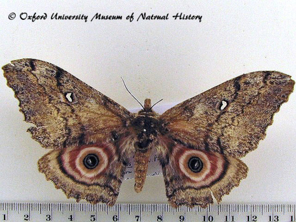 /filer/webapps/moths/media/images/T/thiryi_Gynanisa_AF_OUMNH_02.jpg