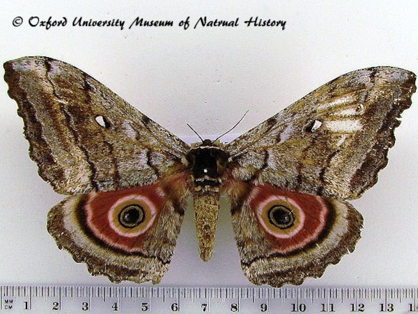 /filer/webapps/moths/media/images/T/thiryi_Gynanisa_AF_OUMNH_03.jpg